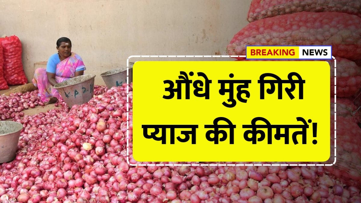 Onion Price Update